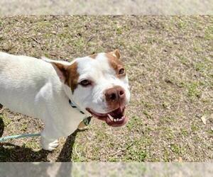 Boston Terrier Dogs for adoption in Flower Mound, TX, USA