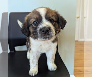 Australian Shepherd-Unknown Mix Dogs for adoption in Vail, AZ, USA