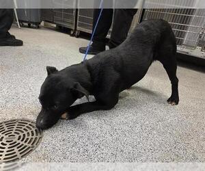 Labrador Retriever-Unknown Mix Dogs for adoption in Houston, TX, USA