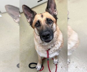 Medium Photo #2 German Shepherd Dog Puppy For Sale in Petaluma, CA, USA