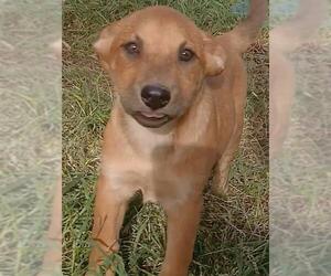 Mutt Dogs for adoption in San Antonio, TX, USA