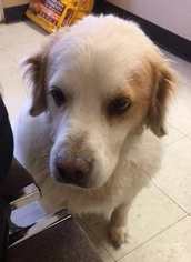 Golden Pyrenees Dogs for adoption in Blakeslee, PA, USA