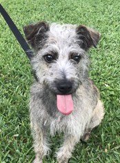 Mutt Dogs for adoption in HOUSTON, TX, USA
