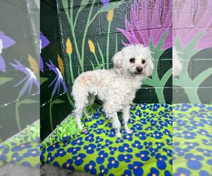 Poodle (Miniature) Dogs for adoption in Frisco, CO, USA