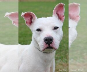 American Pit Bull Terrier-Unknown Mix Dogs for adoption in Bedford, VA, USA