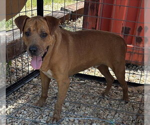 Labrador Retriever Dogs for adoption in Houston, TX, USA