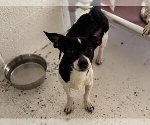 Chihuahua-Unknown Mix Dogs for adoption in Raleigh, NC, USA