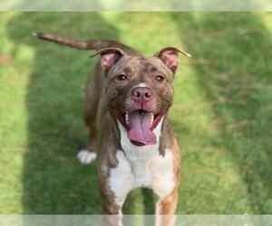 American Staffordshire Terrier-Unknown Mix Dogs for adoption in Raleigh, NC, USA