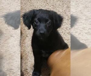 Maltese Dogs for adoption in Poplar Bluff, MO, USA