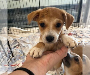 Chihuahua-Unknown Mix Dogs for adoption in Chico, CA, USA