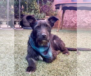 Mutt Dogs for adoption in Escondido, CA, USA