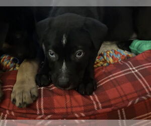 Shepradors Dogs for adoption in Minneapolis, MN, USA