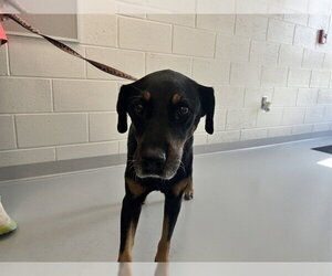 Labrador Retriever-Unknown Mix Dogs for adoption in Ocala, FL, USA
