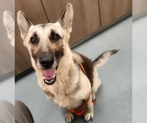German Shepherd Dog Dogs for adoption in Baytown, TX, USA