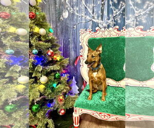 German Shepherd Dog-Unknown Mix Dogs for adoption in Brooklyn Center, MN, USA