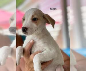 Jack Russell Terrier Dogs for adoption in Pembroke, GA, USA