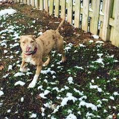American Pit Bull Terrier-Catahoula Leopard Dog Mix Dogs for adoption in Alexandria, VA, USA