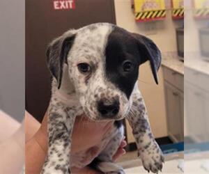 Mutt Dogs for adoption in Lodi, CA, USA