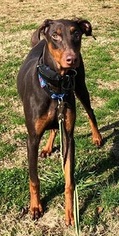 Doberman Pinscher Dogs for adoption in Attalka, AL, USA