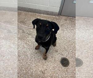 Rottweiler-Unknown Mix Dogs for adoption in Pueblo, CO, USA