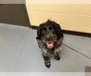 Cocker Spaniel-Unknown Mix Dogs for adoption in Denver, CO, USA