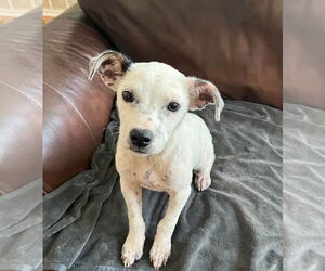 Jack-Rat Terrier Dogs for adoption in Sanford, FL, USA