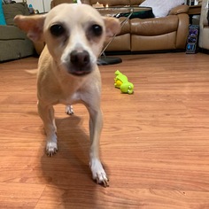 Chiweenie Dogs for adoption in Fallbrook, CA, USA