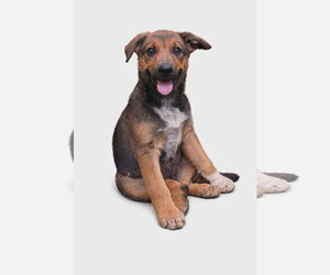 Mutt Dogs for adoption in NEWPORT NH, NH, USA