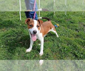 Treeing Walker Coonhound-Unknown Mix Dogs for adoption in McKinleyville, CA, USA