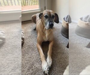 Great Dane Dogs for adoption in Battle Ground, WA, USA