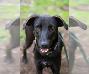 Spaniel-Unknown Mix Dogs for adoption in El Cajon, CA, USA
