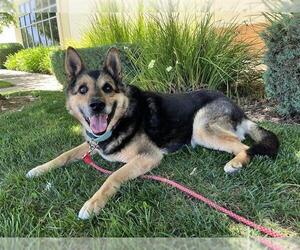 German Shepherd Dog-Unknown Mix Dogs for adoption in Elk Grove, CA, USA