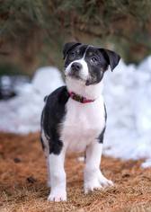 American Pit Bull Terrier-Unknown Mix Dogs for adoption in Shakopee, MN, USA