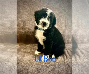 Poodle (Standard)-Unknown Mix Dogs for adoption in Oakhurst, NJ, USA