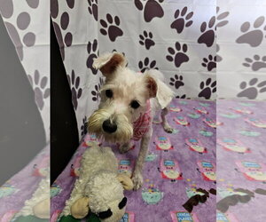Mutt Dogs for adoption in Metairie, LA, USA