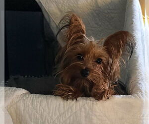 Mutt Dogs for adoption in Morganville, NJ, USA