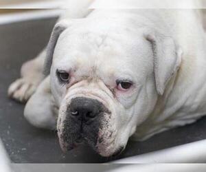 American Bulldog Dogs for adoption in Martinez, CA, USA