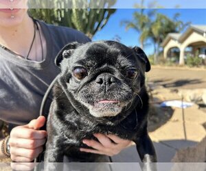 Pug Dogs for adoption in  Ramona, CA, USA