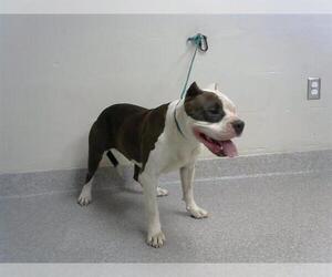 American Pit Bull Terrier Dogs for adoption in Pasadena, TX, USA