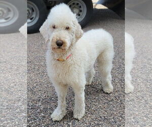 Goldendoodle Dogs for adoption in Glendale , AZ, USA
