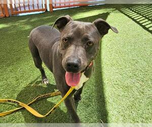 American Pit Bull Terrier-Unknown Mix Dogs for adoption in Las Vegas, NV, USA