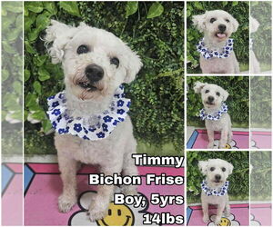 Bichon Frise Dogs for adoption in Seattle, WA, USA