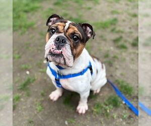 Bulldog Dogs for adoption in Boston, MA, USA