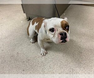 Bulldog Dogs for adoption in Riverside, CA, USA