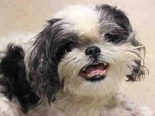 Shih Tzu Dogs for adoption in Fort Wayne, IN, USA