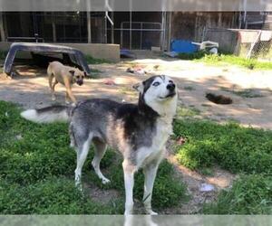 Siberian Husky Dogs for adoption in Sebec, ME, USA