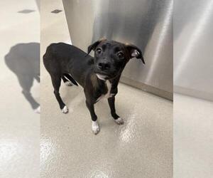 Rat Terrier-Unknown Mix Dogs for adoption in Baytown, TX, USA