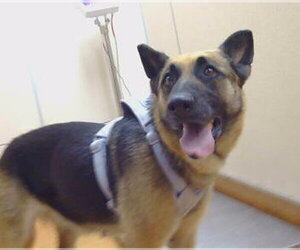 German Shepherd Dog Dogs for adoption in Sacramento, CA, USA