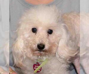 Poodle (Toy) Dogs for adoption in Vernonia, OR, USA