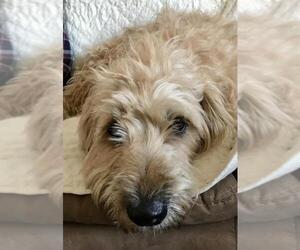 Labradoodle Dogs for adoption in Sistersville, WV, USA